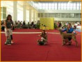 /album/moravskoslezska-narodni-vystava-psu-brno-7-9-2013/a11-jpg/