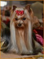 /album/xxvi-mezinarodni-vystava-psu-praha-prague-expo-dog-3-5-2014/nik-2991-jpg/